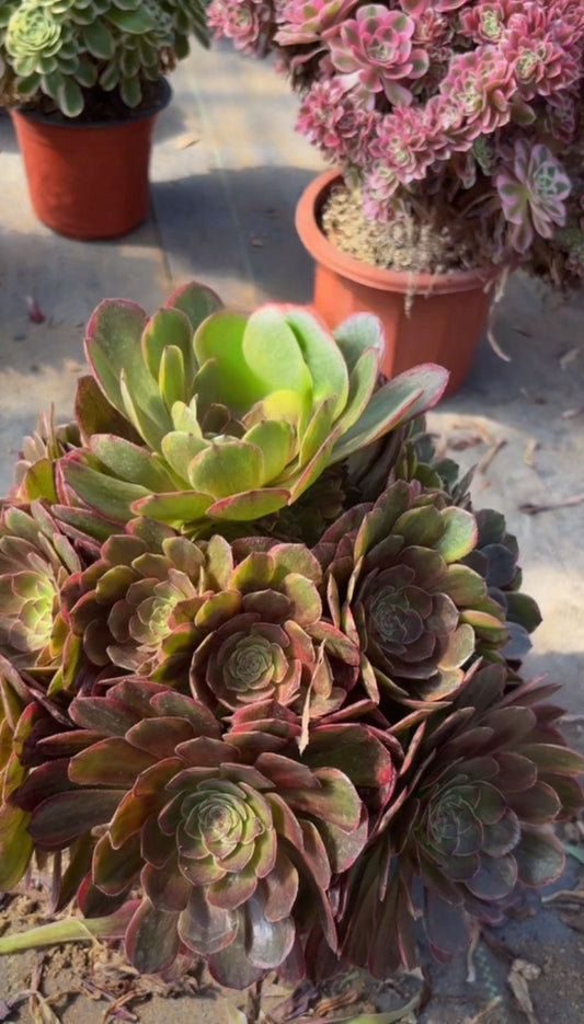 Pinellia/半夏  cluster at least 15 heads 20-30cm aeonium cluster