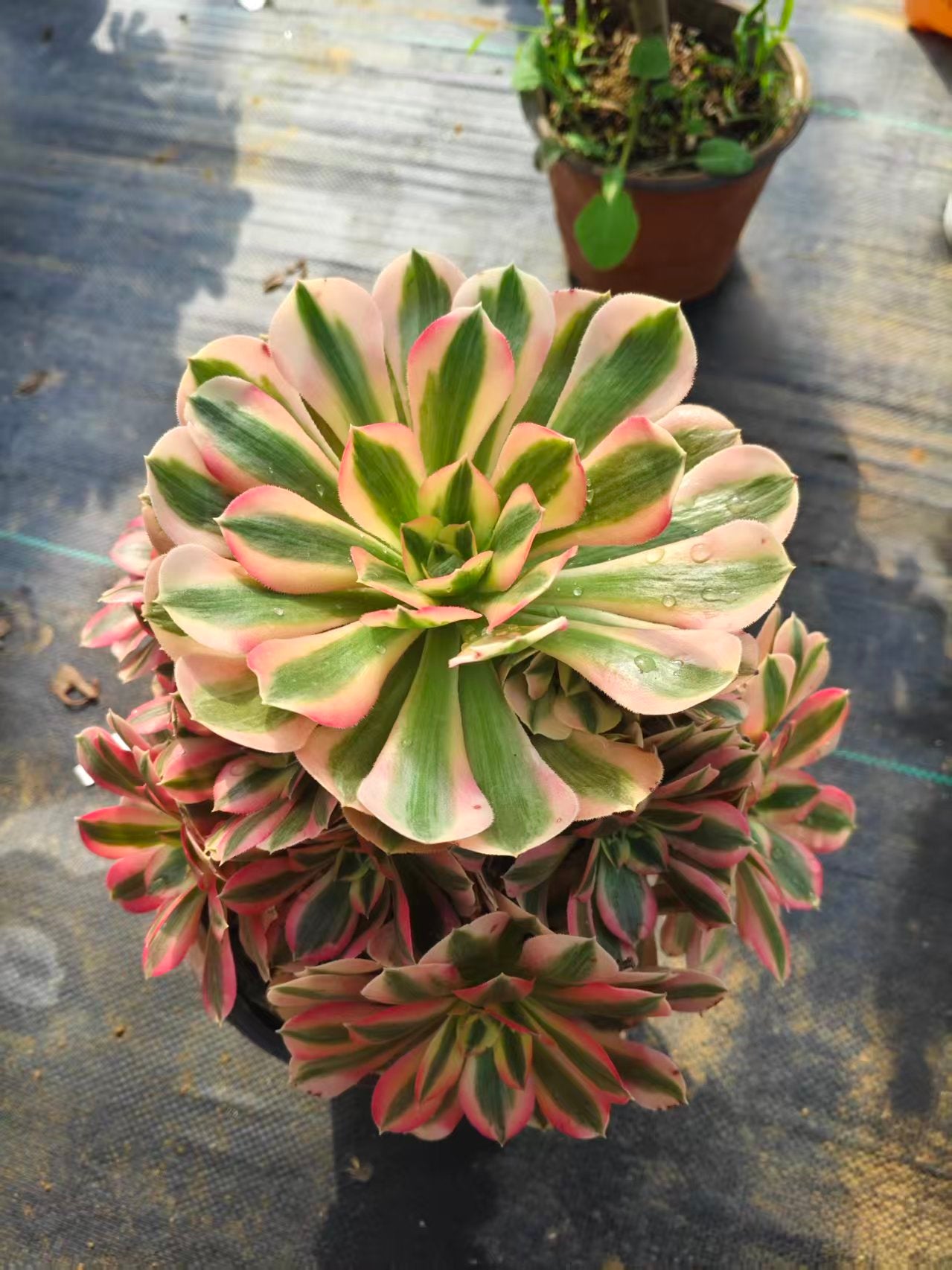 Pink Witch/粉女巫 Cluster At least 10 heads 20-25cm Aeonium Cluster Succulent Plant
