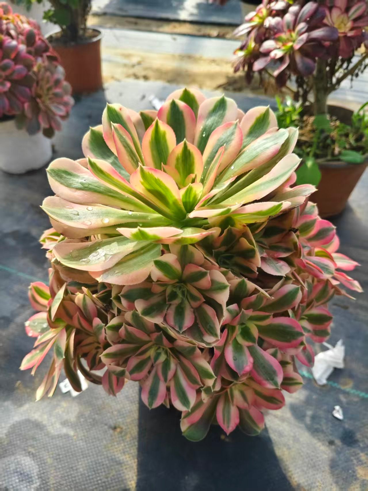 Pink Witch/粉女巫 Cluster At least 10 heads 20-25cm Aeonium Cluster Succulent Plant