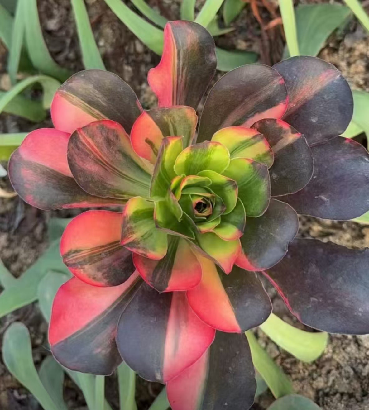 Ruyi Rainbow/魅金七彩 cutting at least 10cm Aeonium Cutting Succulent Plant