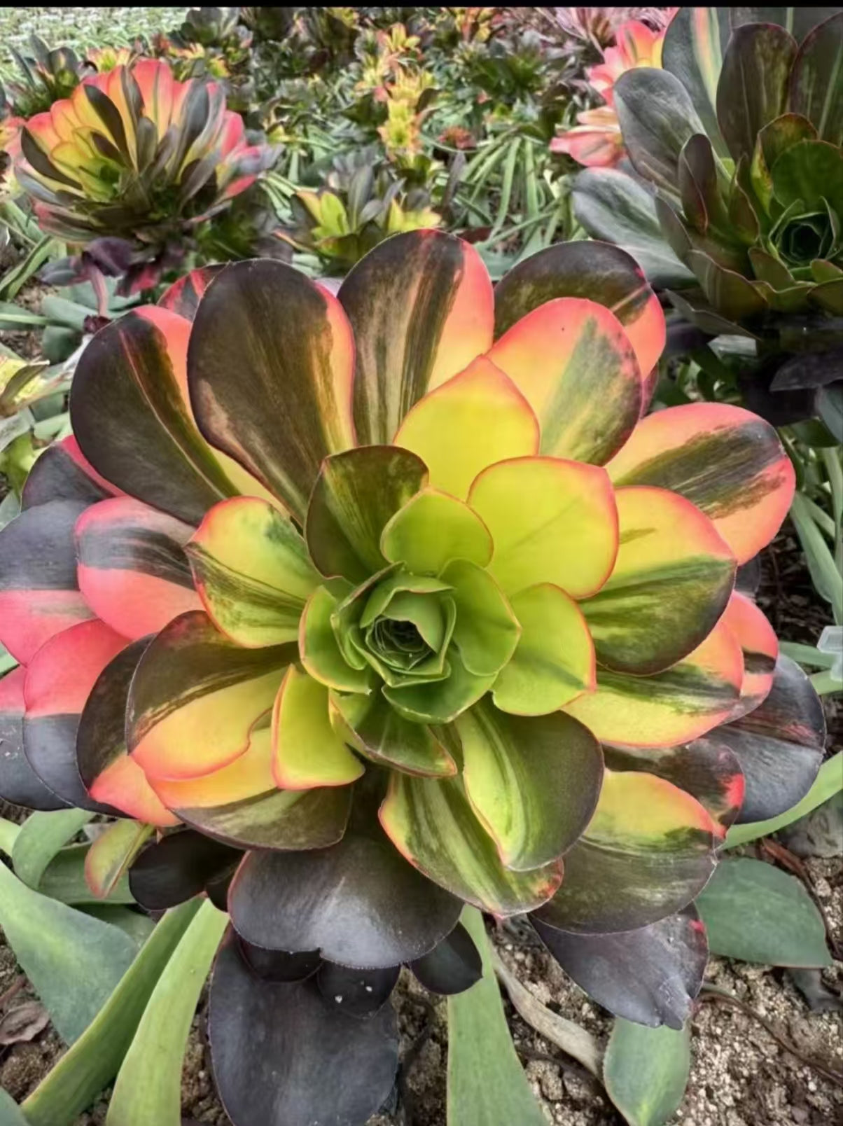 Ruyi Rainbow/魅金七彩 cutting at least 10cm Aeonium Cutting Succulent Plant