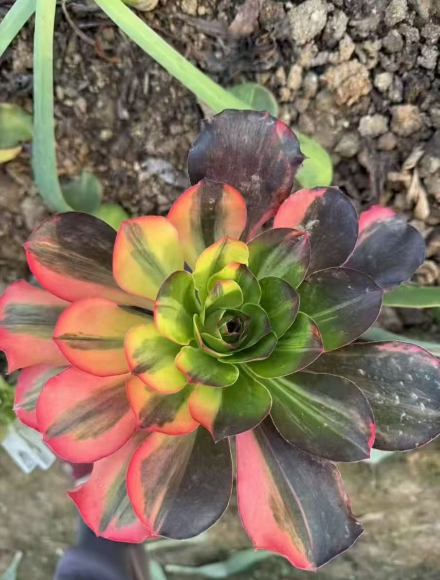 Ruyi Rainbow/魅金七彩 cutting at least 10cm Aeonium Cutting Succulent Plant