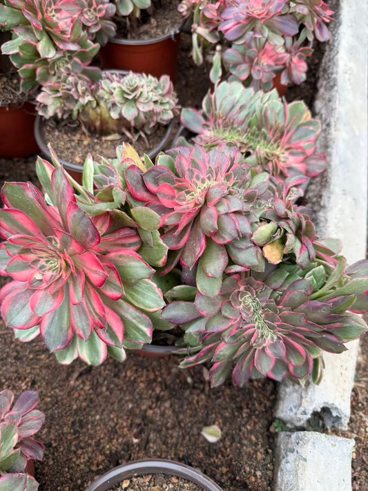 Black Magic variegated Crested /黑魔锦缀化 20cm Aeonium Created Succulent Plant