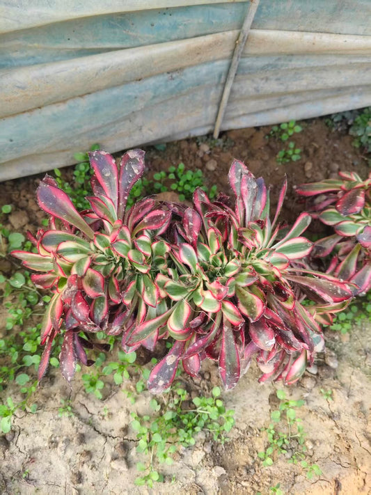 Chanel Crested /香奈儿缀化 20-30c Aeonium Crested Succulent Plant