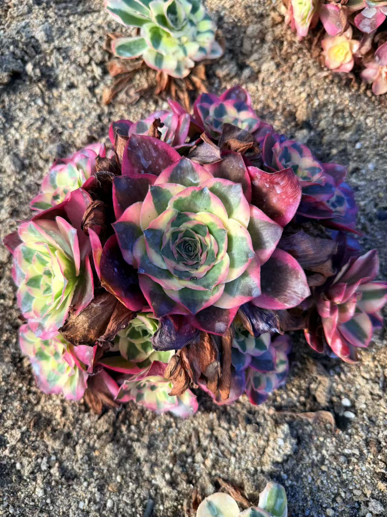 Ruyi/如意 cluster 20-30cm at least 8 heads Aeonium Cluster Succulent Plant