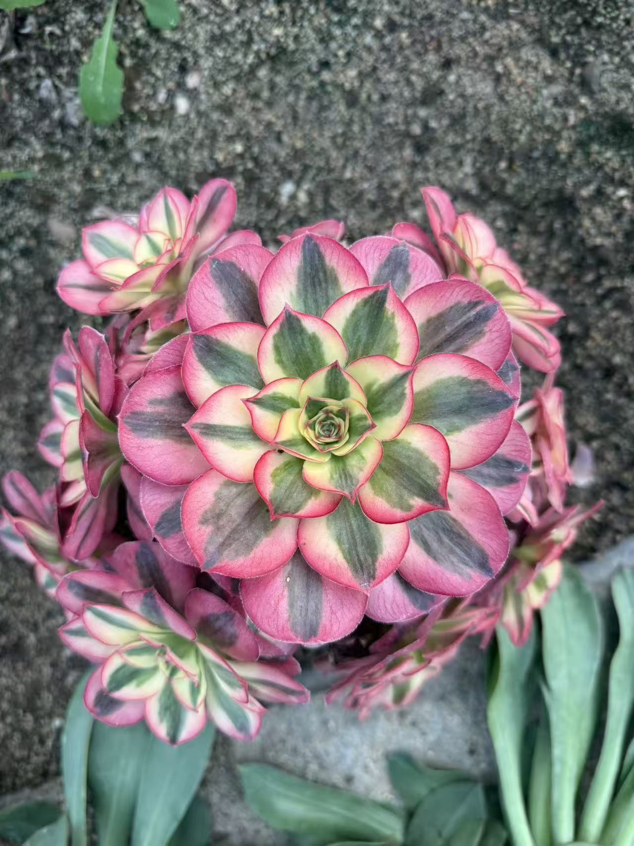 Ruyi/如意 cluster 20-30cm at least 8 heads Aeonium Cluster Succulent Plant