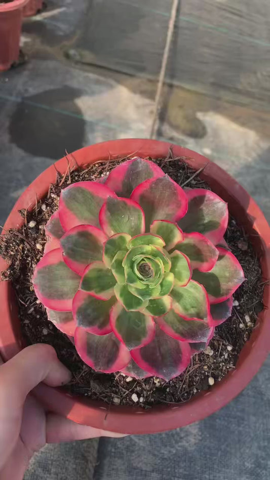 Ruyi/如意 single head with root at least 10cm Aeonium single head Succulent plant