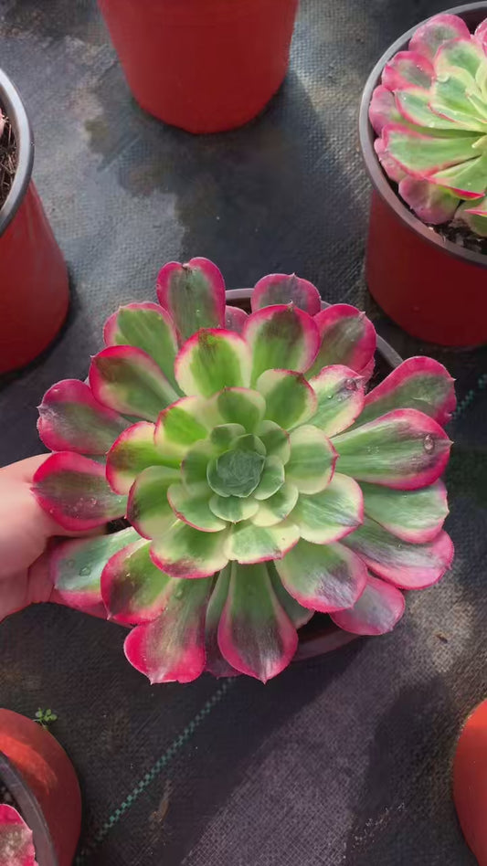 Rouge/胭脂水粉 Little cluster with baby heads 15-20cm Aeoniun Cluster Succulent Plant