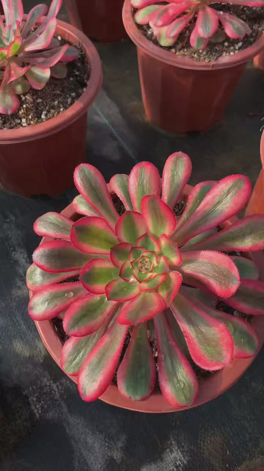 Pink Chanel/粉体香奈儿 Single head with root at least 15cm Aeonium single head Succulent plant