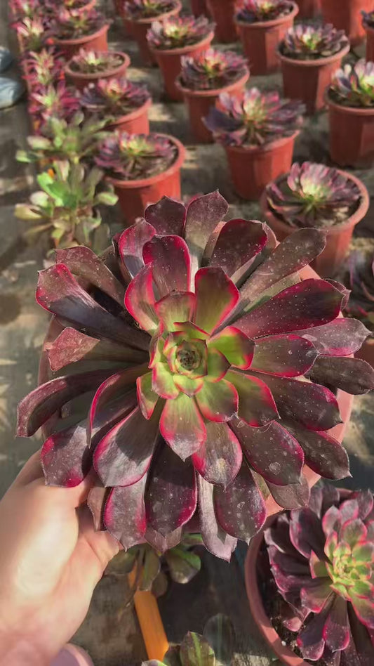 Firework/烟花 Little cluster with baby heads 15-20cm Aeoniun Cluster Succulent Plant