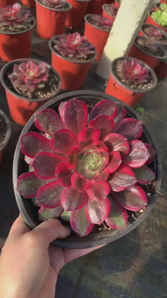 Diamond Lover/克拉恋人 single head with root at least 10cm