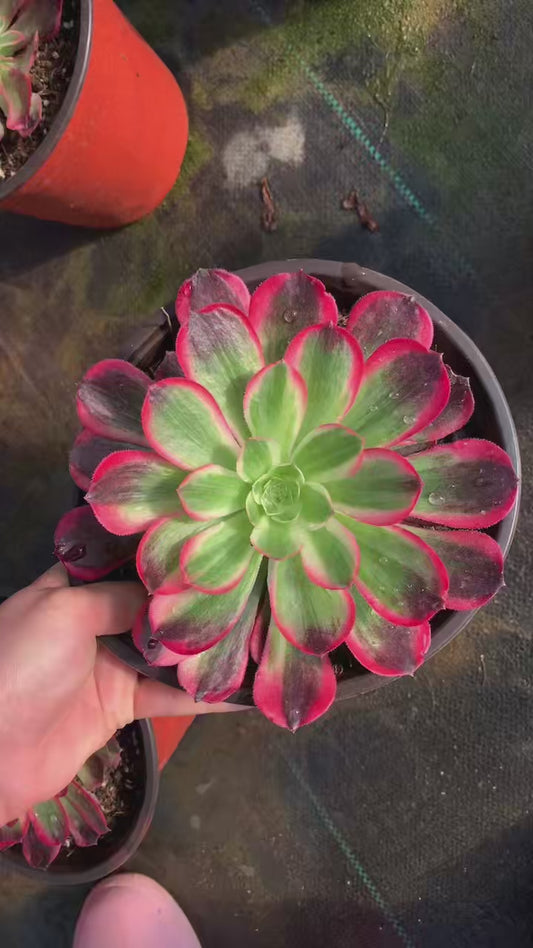 Jade Hibiscus/玉芙蓉 Little cluster with baby heads 15-20cm Aeoniun Cluster Succulent Plant