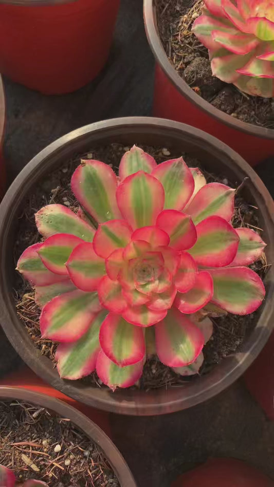 Allure/倾城 single head with root at least 15cm Aeonium single head Succulent plant