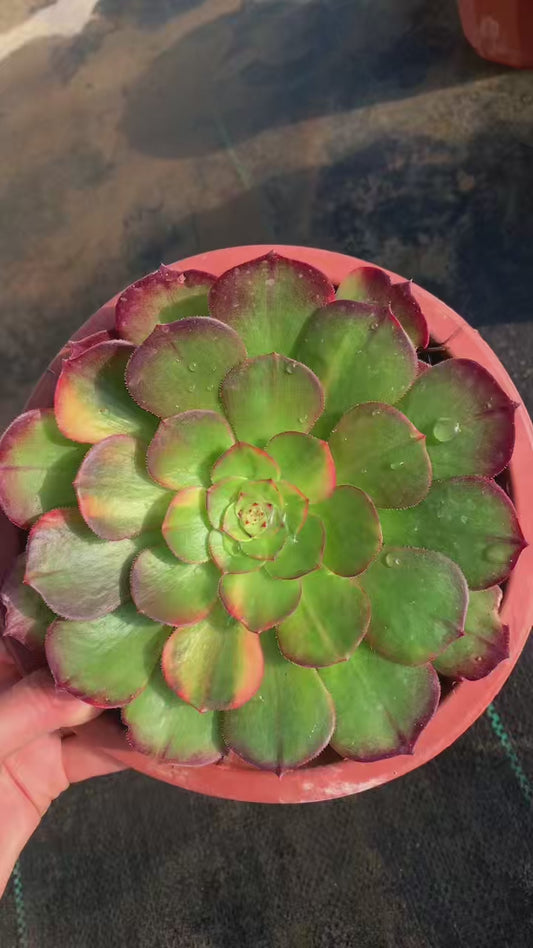 Colorful Halloween/万七彩 Single head with root at least 15cm Aeonium Cluster Succulent Plant