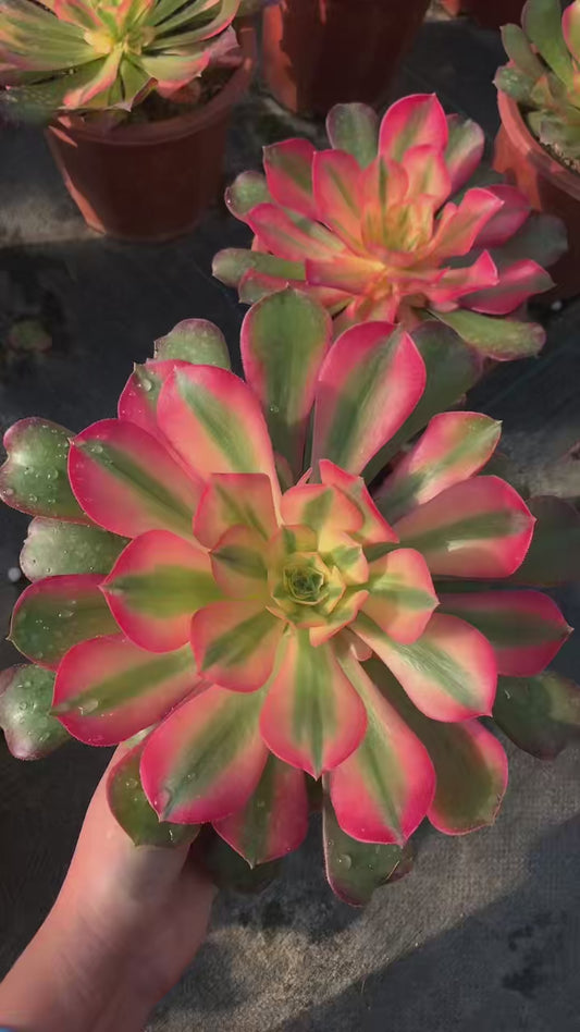 Princess /香妃 Little cluster with baby heads 15-20cm Aeoniun Cluster Succulent Plant