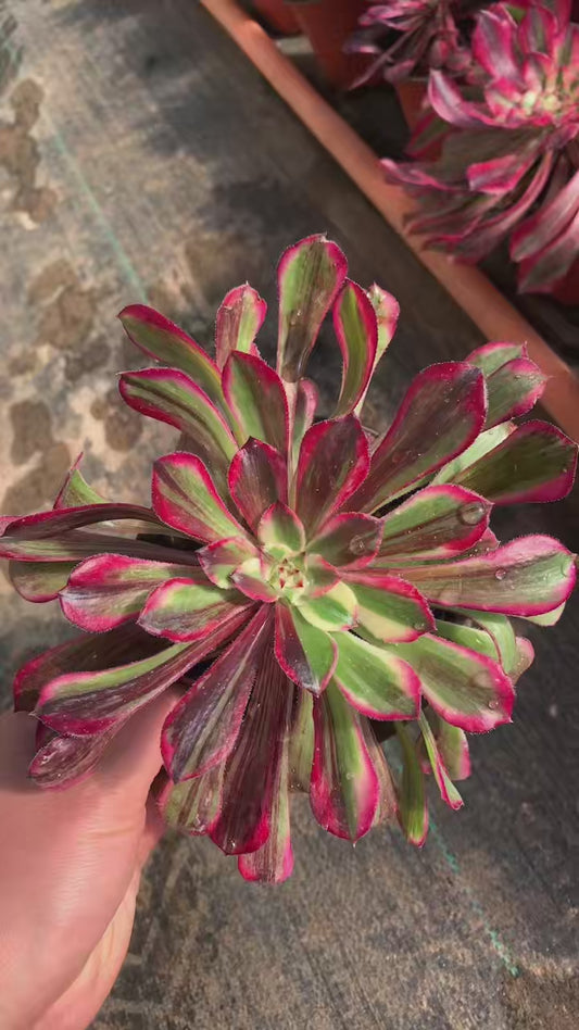 Tong Hua Shun/铜花顺 Little cluster with baby heads 15-20cm Aeoniun Cluster Succulent Plant