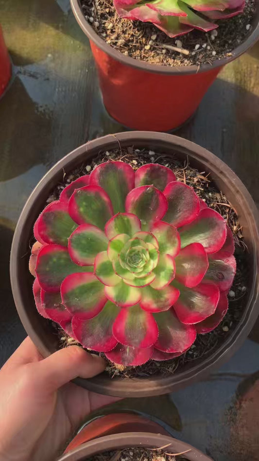 Good Fortune/鸿运  single head with root at least 15cm Aeonium Single head Succulent Plant