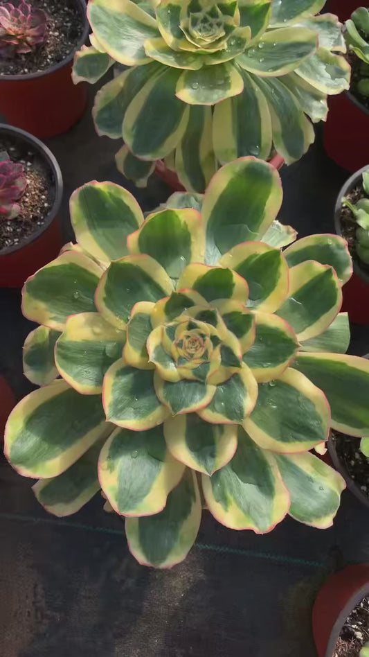 Poseidon/君美丽 single head with root two years old 20-30cm