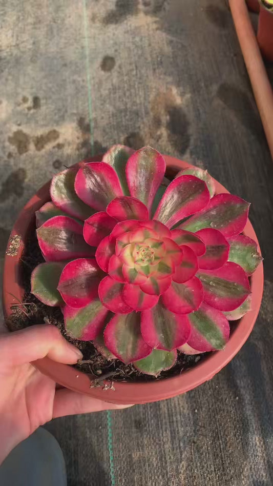 Litchi/荔枝 single head with root at least 15cm Aeonium single head Succulent plant