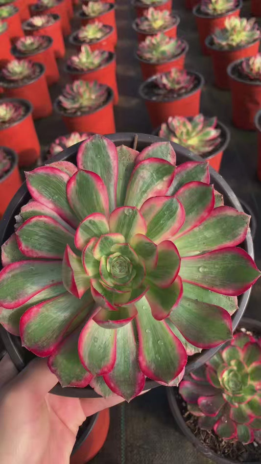 Yunhe/云荷 Little cluster with baby heads 15-20cm Aeoniun Cluster Succulent Plant