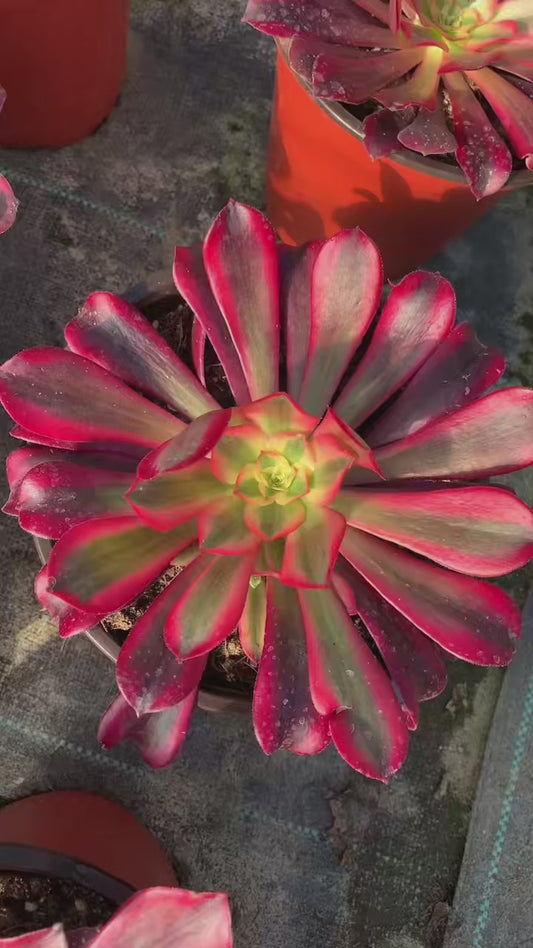 Medusa/美杜莎 Single head with root at least 15cm