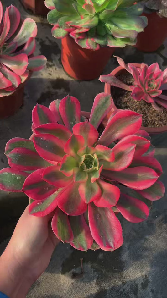 Banshee/女妖 Little cluster with baby heads 15-20cm Aeoniun Cluster Succulent Plant