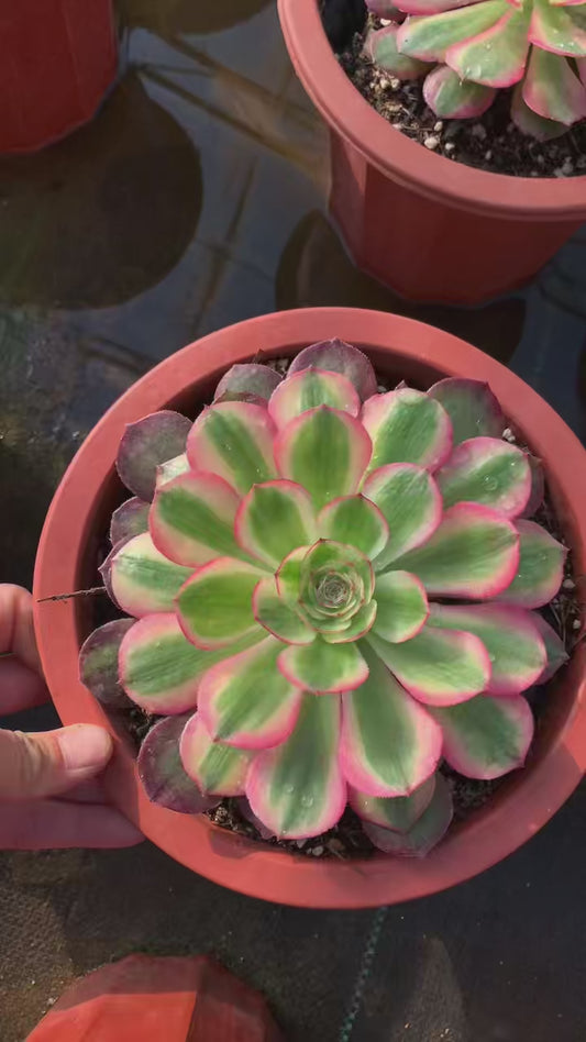 Half-sugar lychee/半糖荔枝 Single head with root at least 15cm Aeonium Single head Succulent Plant