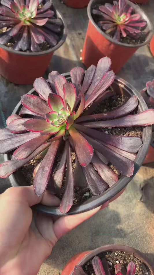 Red Girl/女儿红 Little cluster with baby heads 15-20cm Aeoniun Cluster Succulent Plant