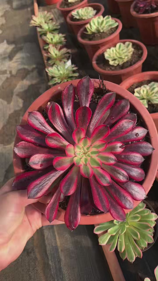 Moon Goddess/月亮女神 single head with root at least 15cm Aeonium single head Succulent plant