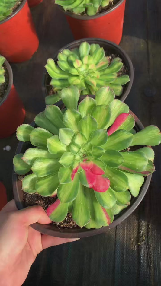 Zhifou/知否 Little cluster with baby heads 15-20cm Aeoniun Cluster Succulent Plant