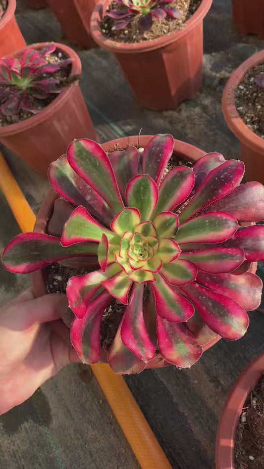 Ice Cream/冰淇淋 Single head with root at least 15cm Aeonium single head Succulent plant