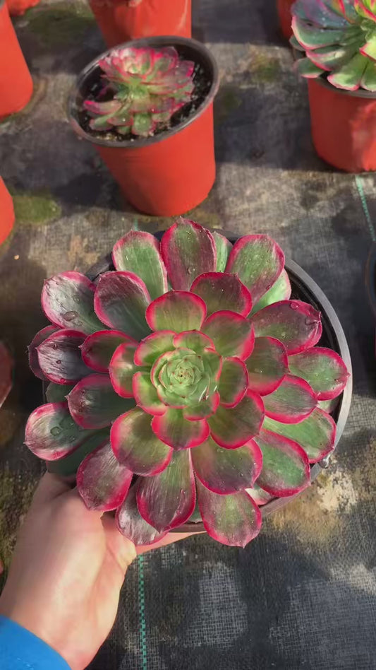 Peach Blossom Village/桃花坞 Little cluster with baby heads 15-20cm Aeoniun Cluster Succulent Plant