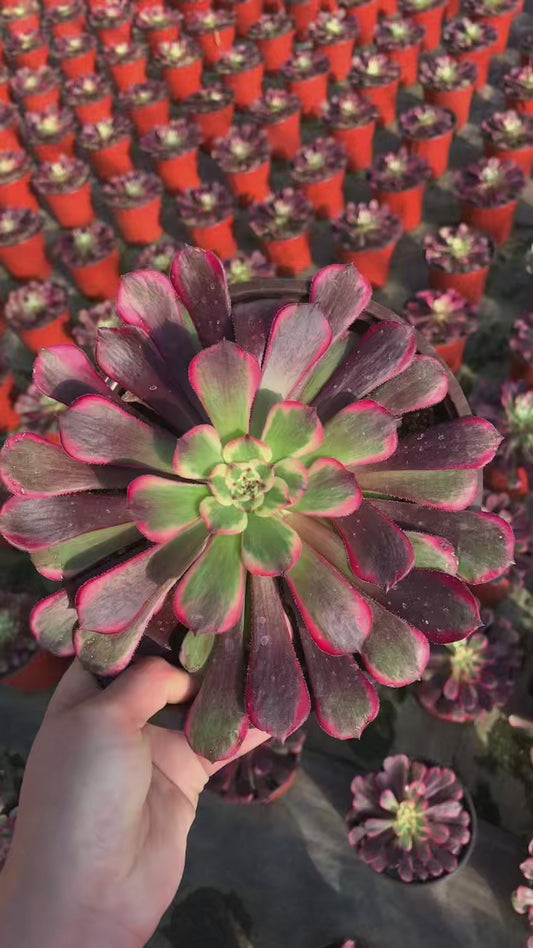 Ji Yue/霁月 Little cluster with baby heads 15-20cm Aeoniun Cluster Succulent Plant