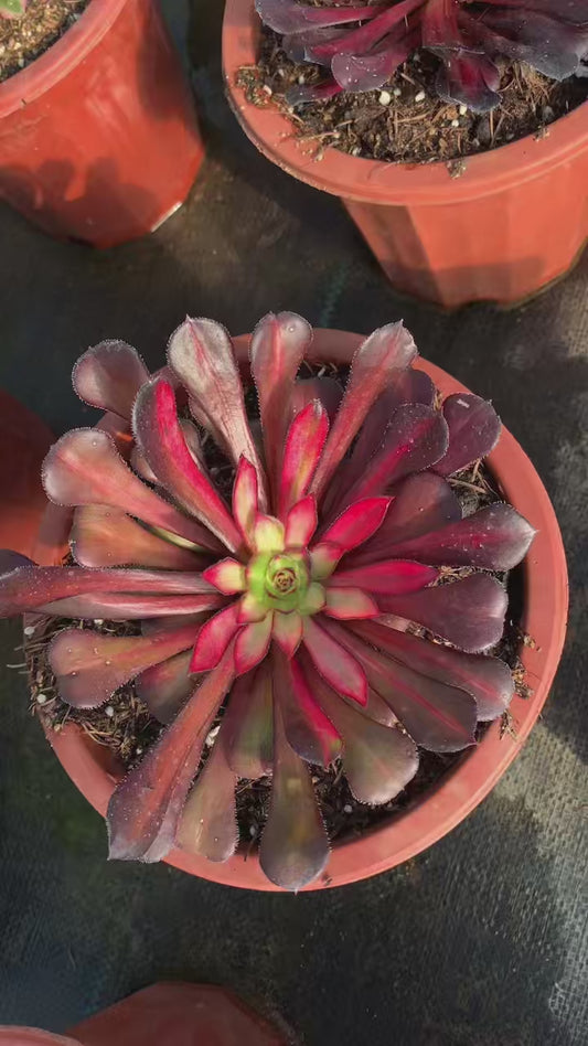 Aurora/欧若拉 Single head with root at least 15cm Aeonium single head Succulent plant