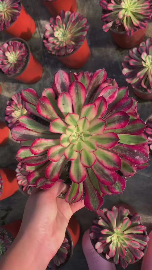 Garnet of White/红铜壶白锦 Little cluster with baby heads 15-20cm Aeoniun Cluster Succulent Plant