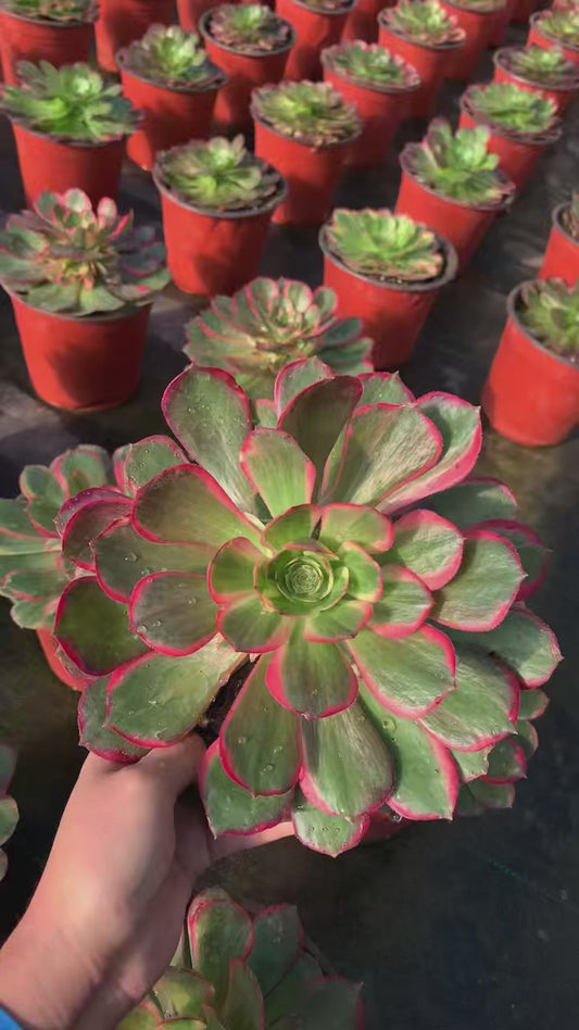 Evening Banquet/夜宴 Little cluster with baby heads 15-20cm Aeoniun Cluster Succulent Plant