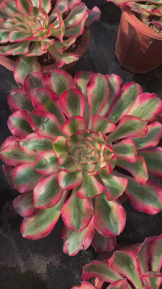 Alice/爱丽丝 single head with root at least 20cm Aeonium single head Succulent Plant