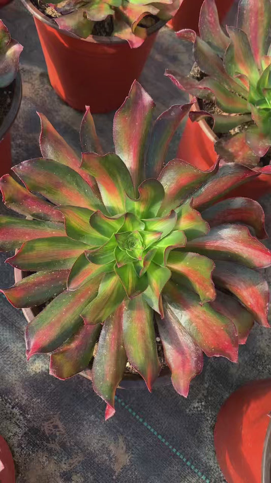 Middle Veriagated of Phantom/魅影中斑 single head with root at least 20cm Aeonium Single head Succulent plant