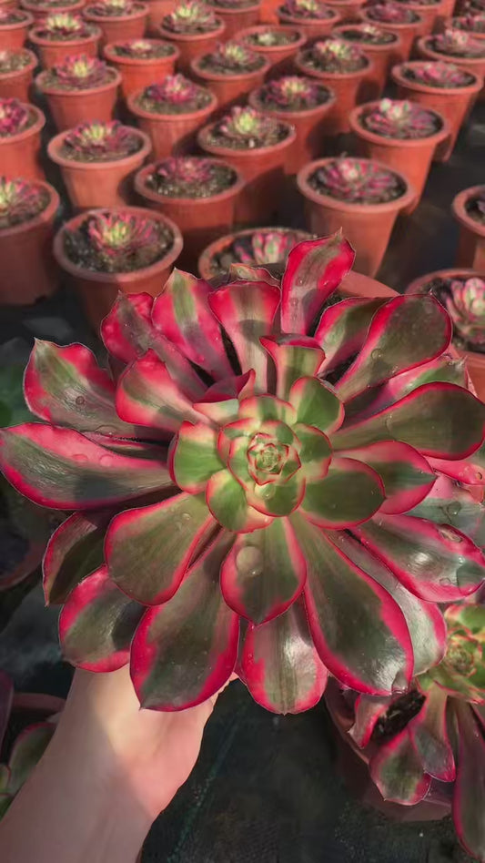 Voodoo/巫毒锦 Single head with root at least 20cm Aeonium Single head Succulent plant