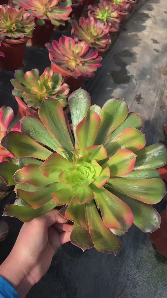 Luo Shen/洛神 Little cluster with baby heads 15-20cm Aeoniun Cluster Succulent Plant