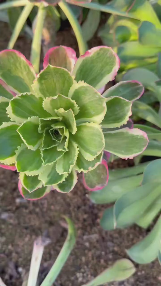 Peony/牡丹 cutting at least 10cm Aeonium Cutting Succulent Plant