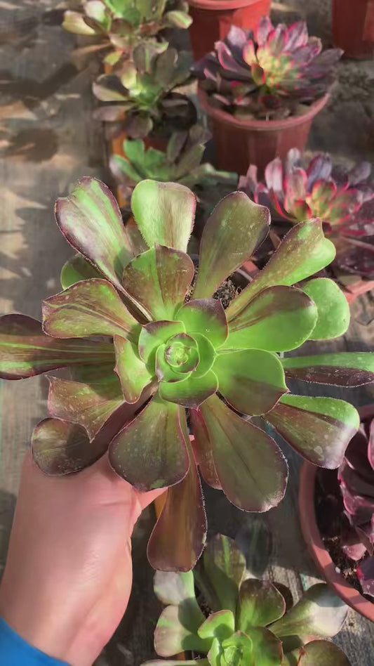 Spotted Deer/花斑鹿