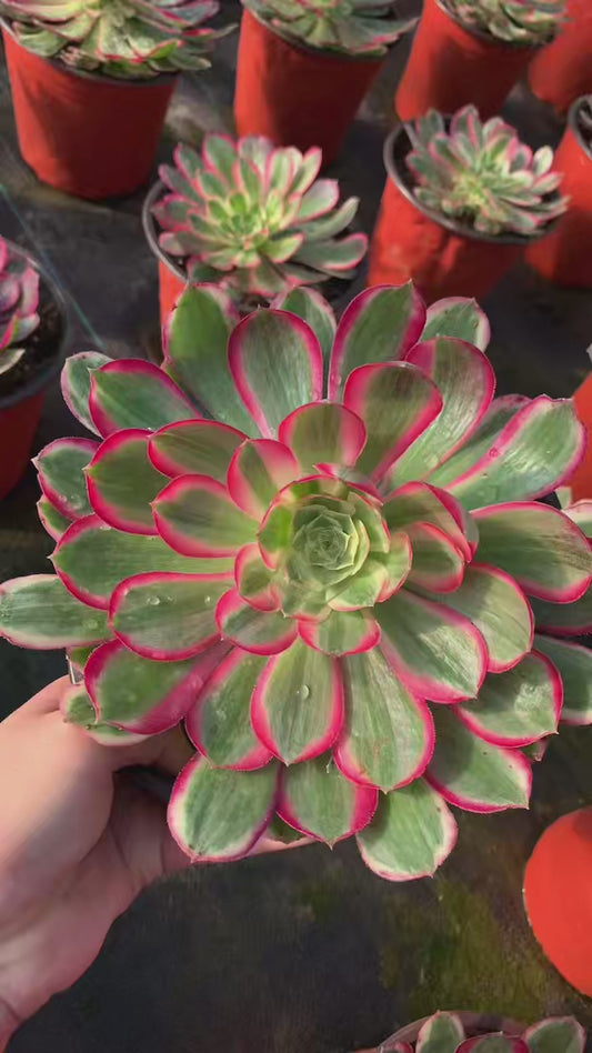 Peacock Feather/孔雀翎 Little cluster with baby heads 15-20cm Aeoniun Cluster Succulent Plant