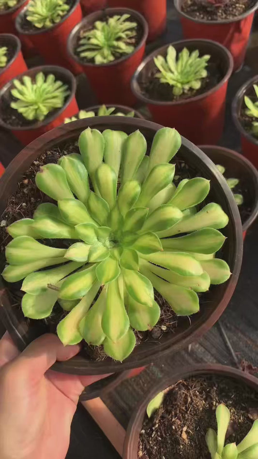 Yan Ruyu/颜如玉 Single head with root at least 15cm Aeonium single head Succulent plant